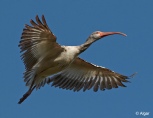 White ibis 05.jpg