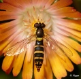 Hoverfly3 18.jpg