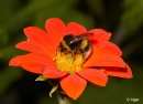 Bumblebees 19.jpg