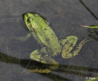 Frogs 16.jpg