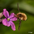 Bee fly 07.jpg