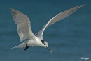 Terns 04.jpg