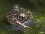 Frogs 20.jpg