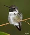 Hummingbird 19.jpg
