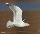 Gulls 15.jpg