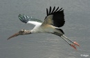 Wood storks 02.jpg