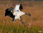 Wood storks 12.jpg