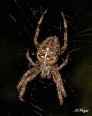 Spiders 06.jpg
