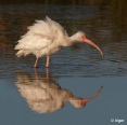 White ibis 14.jpg