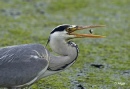 Herons 01.jpg