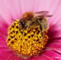 Bumblebees 01.jpg