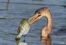Anhinga 16.jpg