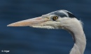Herons 08.jpg