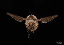 Bee fly 08.jpg