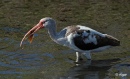 White ibis 07.jpg