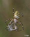 Spiders 20.jpg