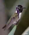 Hummingbird 08.jpg