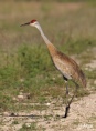 Sand cranes 09.jpg