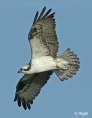 Ospreys1 14.jpg