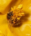Bees 15.jpg