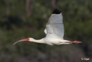 White ibis 17.jpg