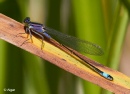 Damselflies 05.jpg
