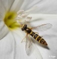 Hoverfly3 05.jpg