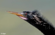 Anhinga 11.jpg