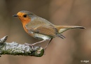 Robins 09.jpg