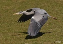 Herons 07.jpg