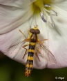 Hoverfly3 09.jpg