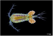 Invertebrates1 08.jpg