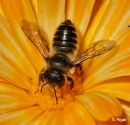 Bees 22.jpg