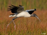 Wood storks 13.jpg
