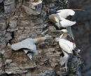 Gannets 09.jpg