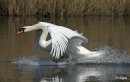 Swans 12.jpg