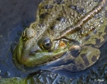 Frogs 03.jpg