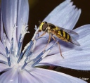 Hoverfly3 16.jpg