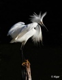Egrets1 13.jpg
