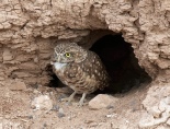 Burrow owls 14.jpg