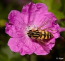 Hoverfly1 11.jpg