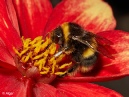 Bumblebees 18.jpg