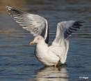 Gulls 17.jpg