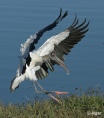 Wood storks 04.jpg