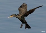 Cormorant 04.jpg
