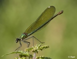 Damselflies 02.jpg