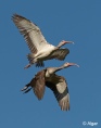 White ibis 04.jpg