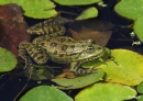 Frogs 02.jpg