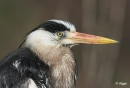 Herons 18.jpg