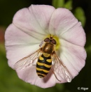 Hoverfly3 08.jpg